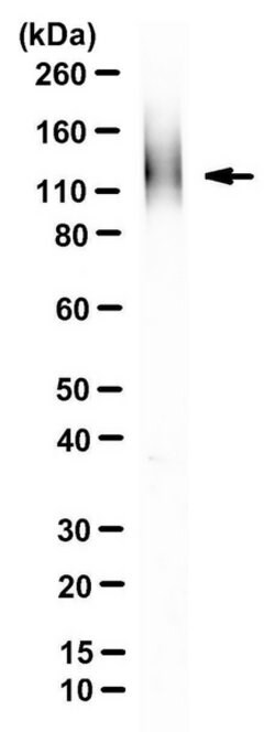 ZP-2, Rat anti-Mouse, Clone: IE-3, Millipore Sigma 25&mu;g; Unconjugated:Antibodies,